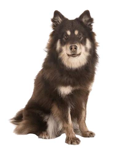 Finnischer Lapphund