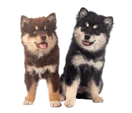 Finnischer Lapphund