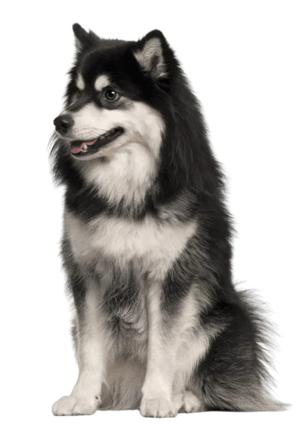 Finnischer Lapphund Bild