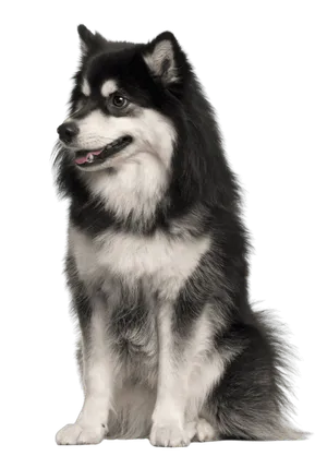 Finnischer Lapphund
