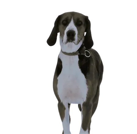 Bild für Finnischer Laufhund