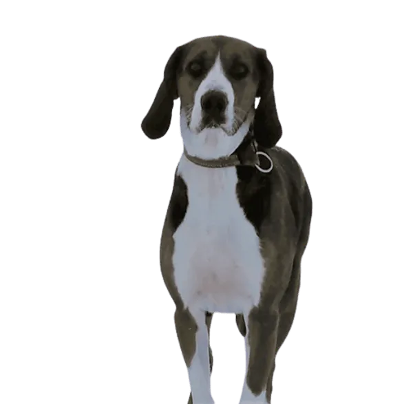 Finnischer Laufhund Bild