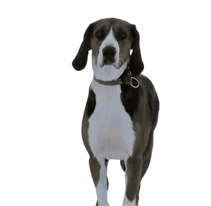 Finnischer Laufhund