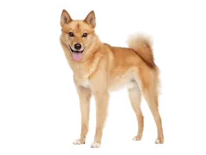 Finnischer Spitz