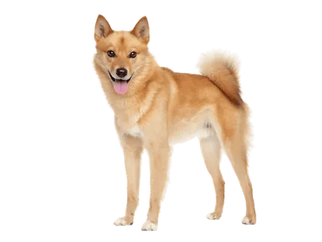 Finnischer Spitz