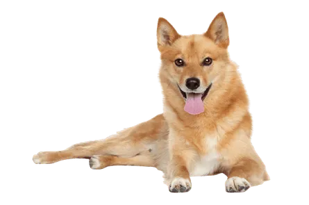 Finnischer Spitz