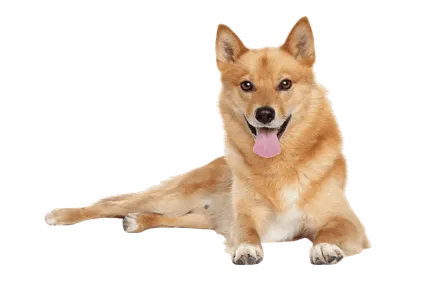 Finnischer Spitz