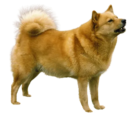 Finnischer Spitz