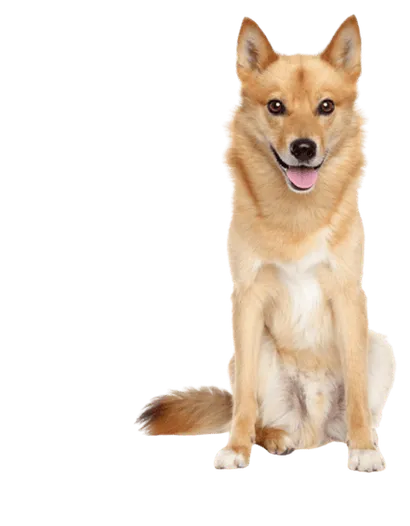 Finnischer Spitz