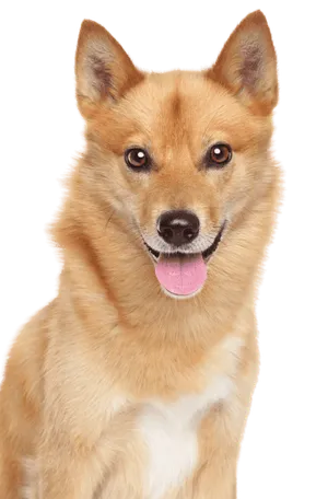 Finnischer Spitz