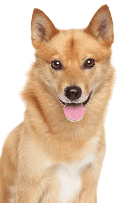 Bild für Finnischer Spitz