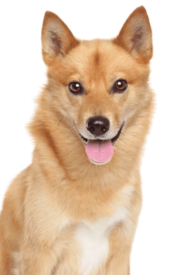 Finnischer Spitz Bild