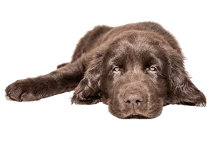 Flat-Coated Retriever (1)