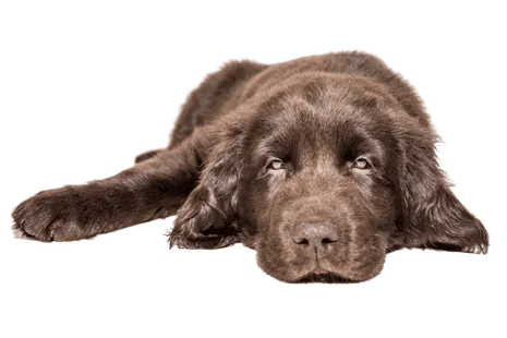 Flat-Coated Retriever (1)