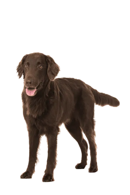 Flat-Coated Retriever (4)