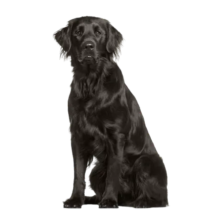 Flat-Coated Retriever (2)