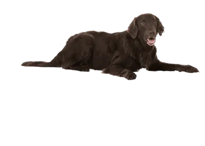 Flat Coated Retriever