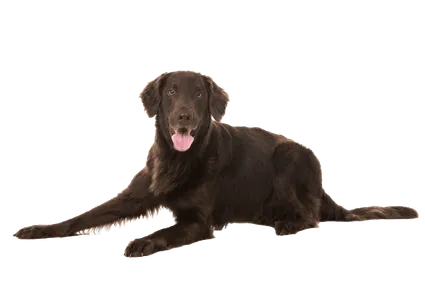 Flat-Coated Retriever (3)