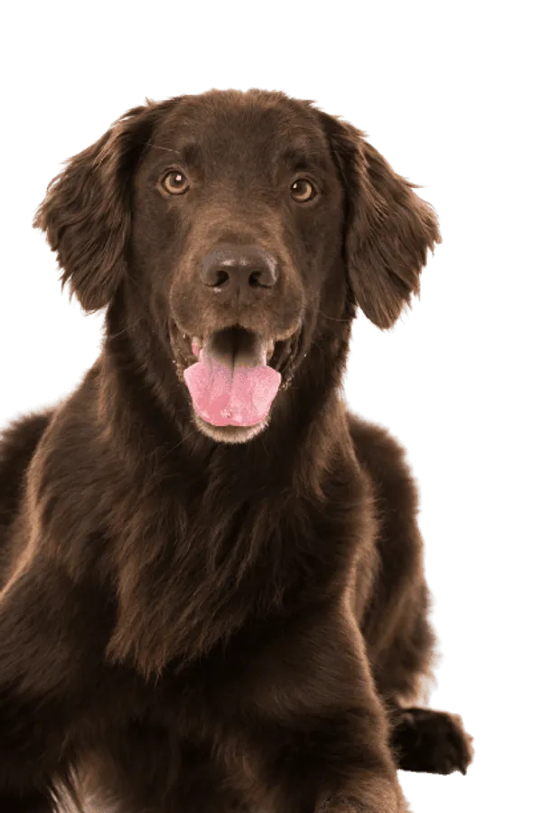 Flat-Coated Retriever Bild