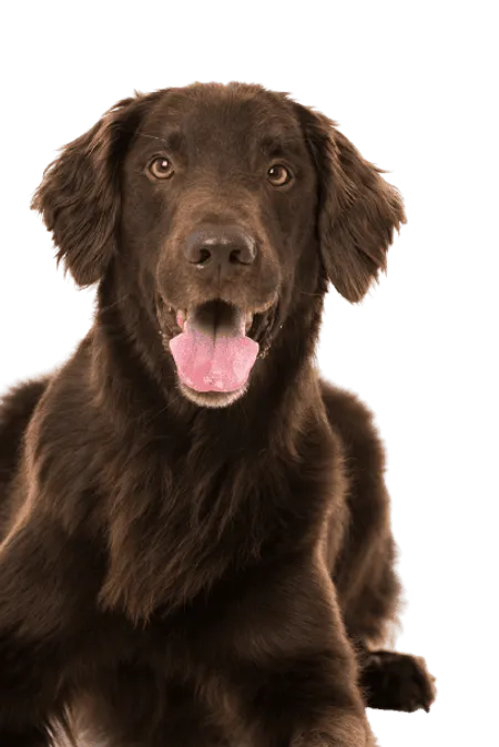 Bild für Flat-Coated Retriever