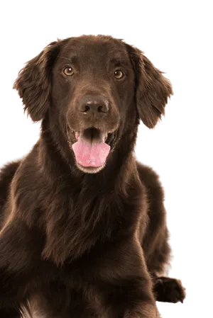 Flat-Coated Retriever