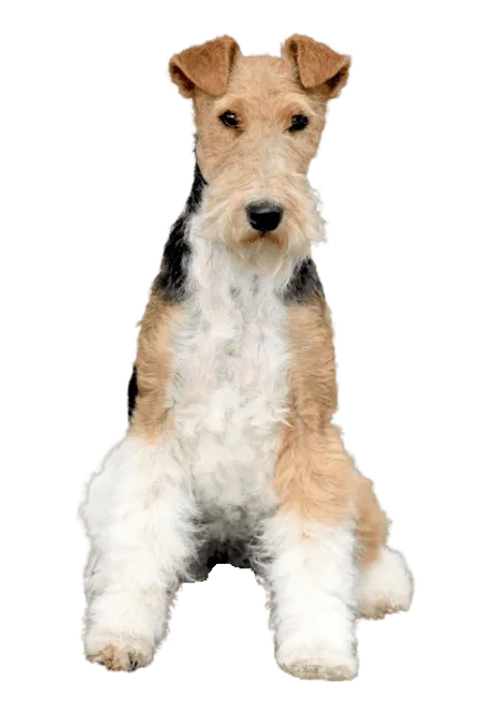 Bild für Foxterrier (Drahthaar)