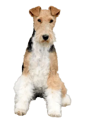 Foxterrier (Drahthaar)