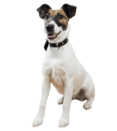 Foxterrier-Glatthaar-puppy