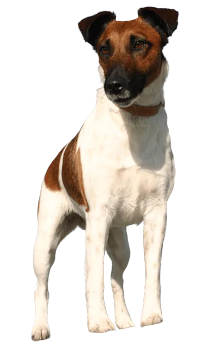 Foxterrier-Glatthaar-adult