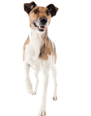 Foxterrier (Glatthaar)