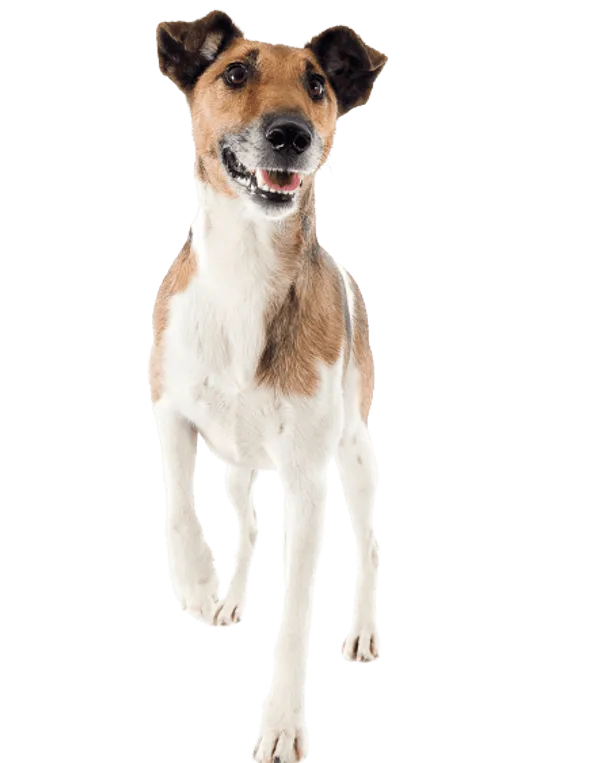 Foxterrier (Glatthaar) Bild