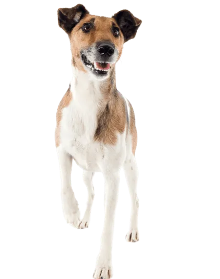 Bild für Foxterrier (Glatthaar)