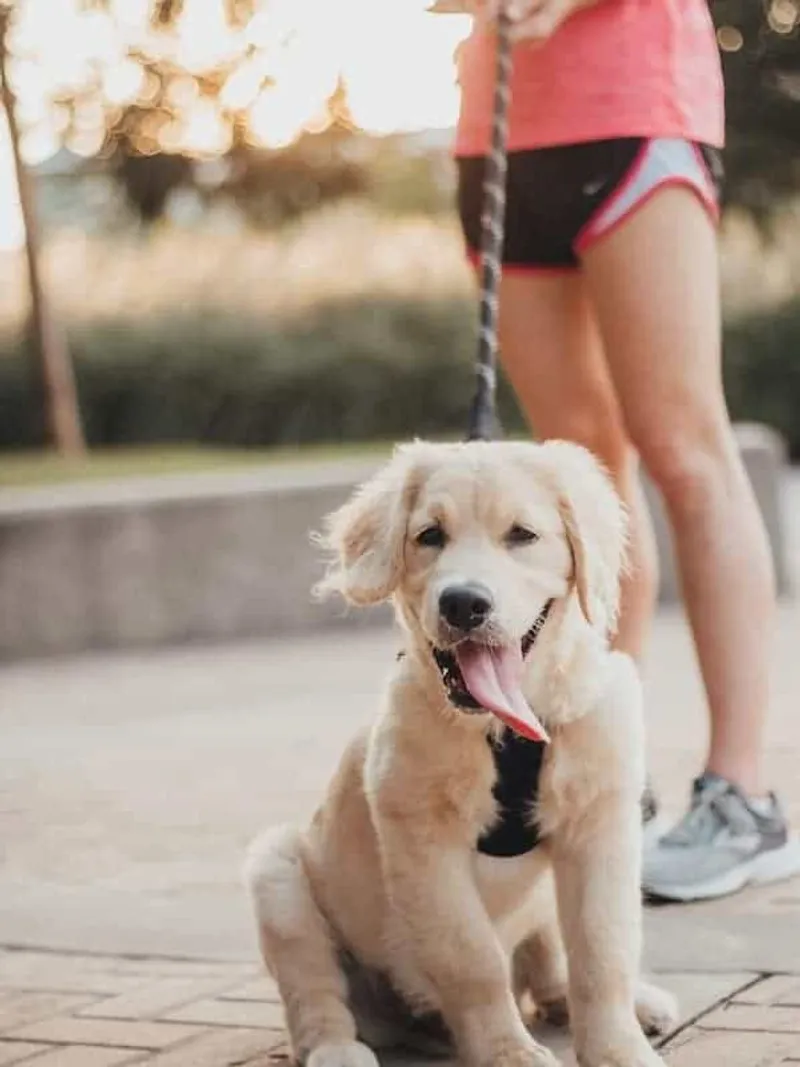 Joggen mit Golden Retriever Welpen