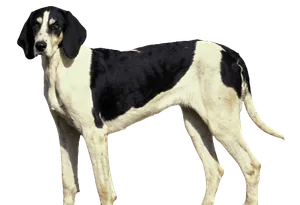 Français blanc et noir