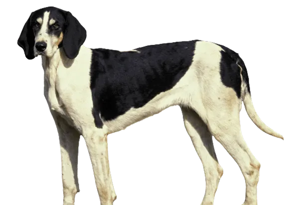 Français blanc et noir Bild