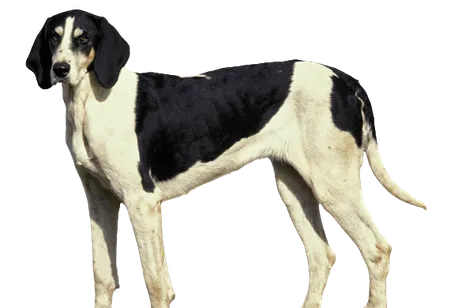 Bild für Français blanc et noir