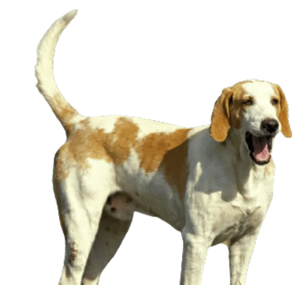 Français blanc et orange Bild