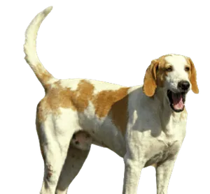 Français blanc et orange