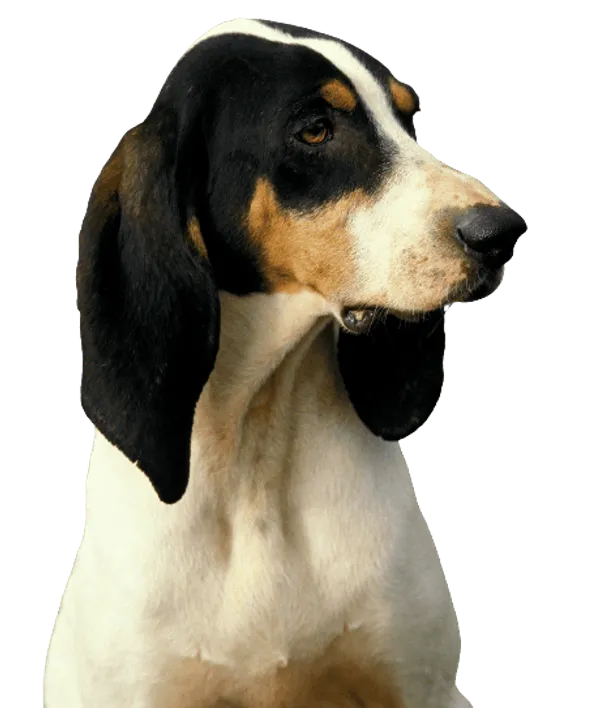 Français tricolore Bild