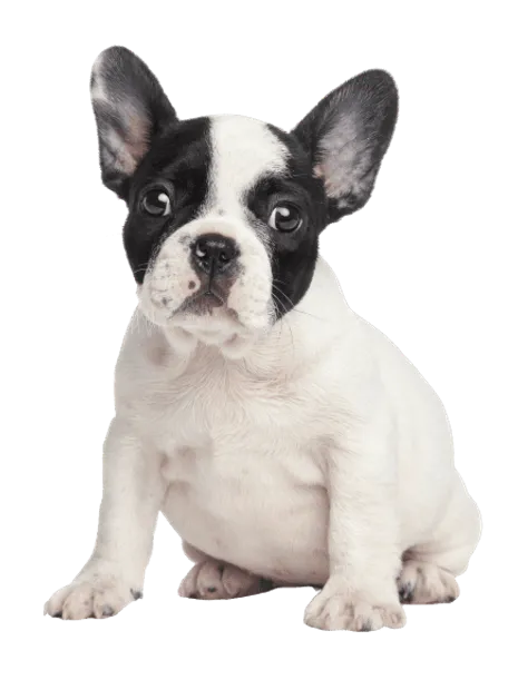 Französische_Bulldogge_Puppy