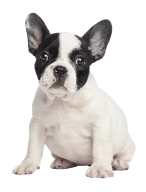 Französische_Bulldogge_Puppy