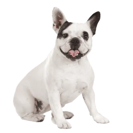 Französische_Bulldogge_2