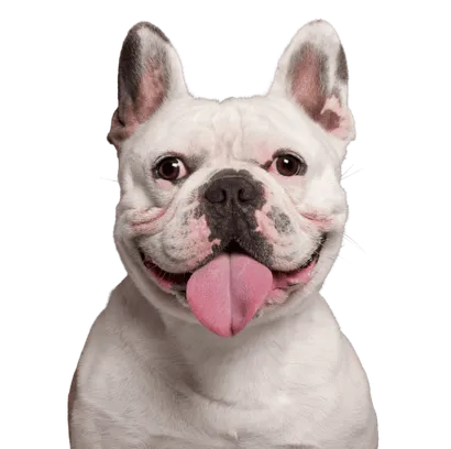Französische Bulldogge 4