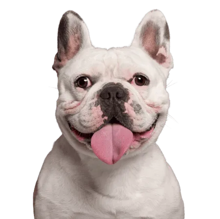 Bild für Französische Bulldogge