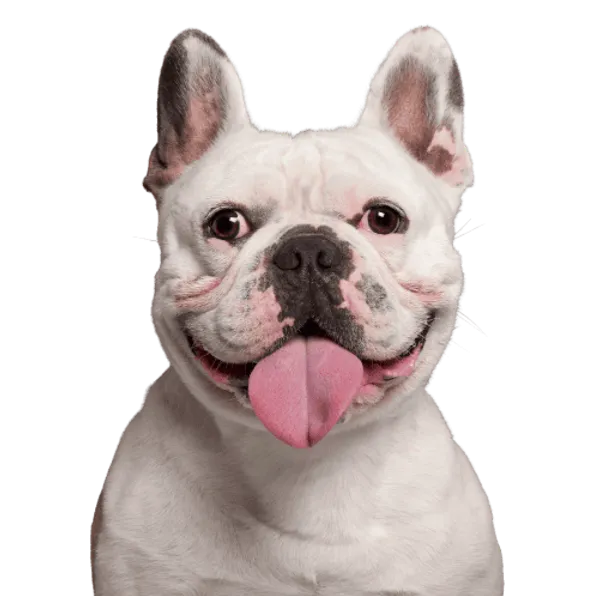 Französische Bulldogge Bild