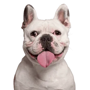 Französische Bulldogge