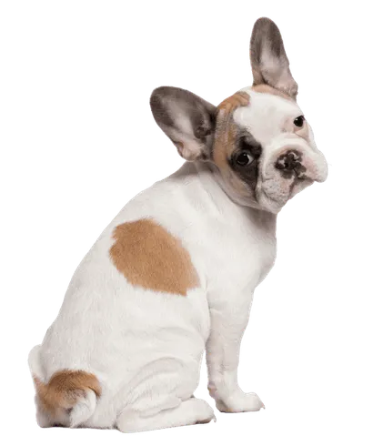Französische_Bulldogge_3