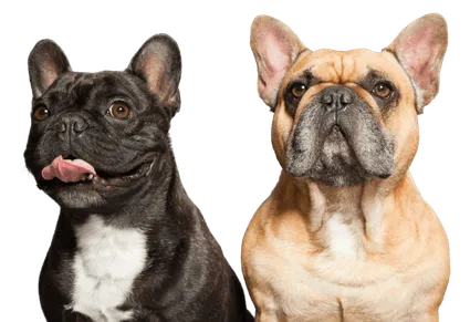 Französische_Bulldogge_7