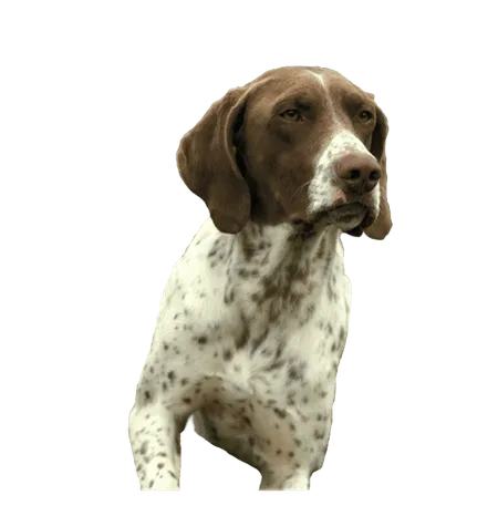 Bild für Französischer Vorstehhund