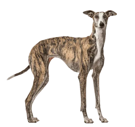 Galgo Español